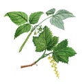 Currant and raspberry herb