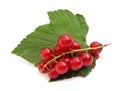 Currant red redcurrant Royalty Free Stock Photo
