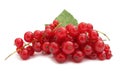 Currant red redcurrant Royalty Free Stock Photo