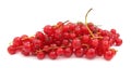 Currant red redcurrant