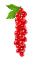 Currant red on white Royalty Free Stock Photo