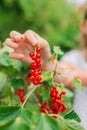 currant summer harvest.Red berries picking in the summer garden. harvest bunch in a childs hand. Royalty Free Stock Photo