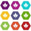 Currant tree leaf icon set color hexahedron