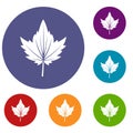 Currant tree leaf icons set