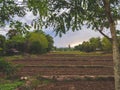 Land preparation for agriculture, cultivation of crops Royalty Free Stock Photo