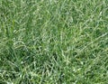 current grass Royalty Free Stock Photo