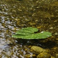 A large leaf of green burdock floating in the water Royalty Free Stock Photo