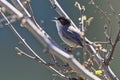 Curruca melanocephala, Sylvia melanocephala, Sardinian Warbler