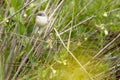 Curruca curruca, Sylvia curruca, with the common name Lesser Whitethroat, small brownish-gray warbler, family Sylviidae