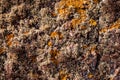 Curry and beige lichen on a cliff in Madeira.