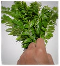 curry Fresh leaves place in white paper like tree shape help in losing weight sharpen your memory Good for the eyesight relieve