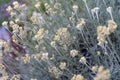 Curry garden plant with yellow buds blooming - close up macro in a cottage garden - Helichrysum italicum plant