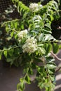 Curry leaf flower