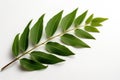 Curry Leaf Leaf On White Background. Generative AI