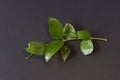 Curry Leaves In Black Background