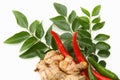 Curry leaves,ginger and red chillies Royalty Free Stock Photo