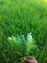 Curry leaves on a green background. Perfect for a backdrop. Badges can also be used.