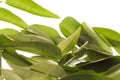Curry Leaves Isolated