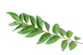 Curry leaves, Murraya koenigii on white background, Ayurvedic herbal leaf
