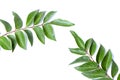 Curry leaves, Murraya koenigii on white background, Ayurvedic herbal leaf