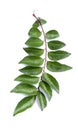 Curry leaves, Murraya koenigii on white background, Ayurvedic herbal leaf