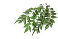 Curry leaves, Murraya koenigii on white background, Ayurvedic herbal leaf