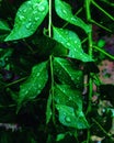 Curry leaves after rain