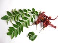 Curry leaves and red chillies.