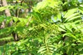 Curry leaves tree and fruit.