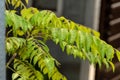 Curry leaves which produces an aromatic leaf