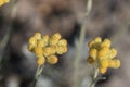 Curry plant flower Royalty Free Stock Photo