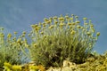 Curry plant (Helichrysum italicum) Royalty Free Stock Photo