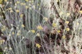 Curry Plant Helichrysum Italicum Royalty Free Stock Photo