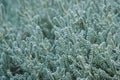 Curry plant macro - Helichrysum italicum in herbal garden - Royalty Free Stock Photo