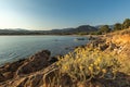 Curry plant on rocky coast at Lozari in Corsica