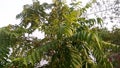 Curry sweet neem murraya koenigii tree