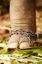 The curse of captivity. Cropped image of the chains around the leg of a captive Thai elephant. Royalty Free Stock Photo