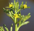 Cursed buttercup (Ranunculus sceleratus)