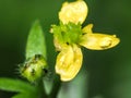 Cursed crowsfoot blossom macro 1 Royalty Free Stock Photo