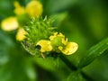 Cursed crowsfoot blossom macro 2 Royalty Free Stock Photo