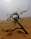 Cursed tree in the sea fog on Namibia`s Skeleton coast, Africa