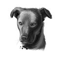 Cursinu dog digital art illustration isolated on white background. Corsica island origin hunting, working and farming dog. Cute