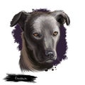 Cursinu dog digital art illustration isolated on white background. Corsica island origin hunting, working and farming dog. Cute