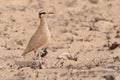 Cursorius cursor - Cream-colored Courser