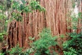 Curtain Fig Tree Queensland Australia