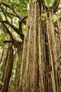 Curtain Fig Tree