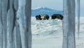 Curtain of icicles and tourist expedition on Baikal ice. Royalty Free Stock Photo