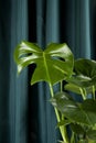 Curtain monstera deliciosa gradient