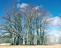 Curtain of tall oaks Royalty Free Stock Photo