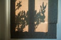 curtain with tree leaf light shade at sunrise